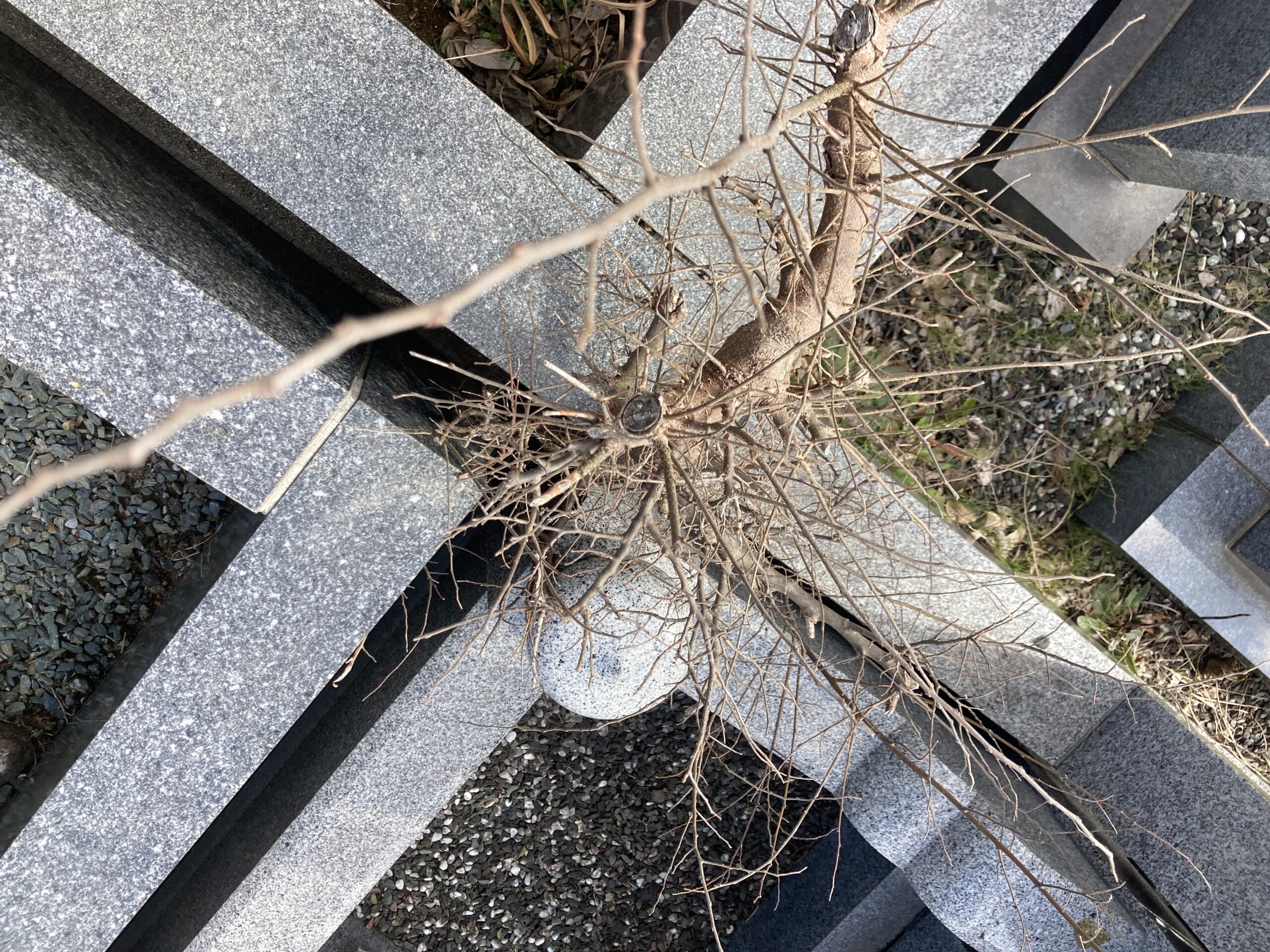 施工前｜外柵の脇からは木まで生えていました