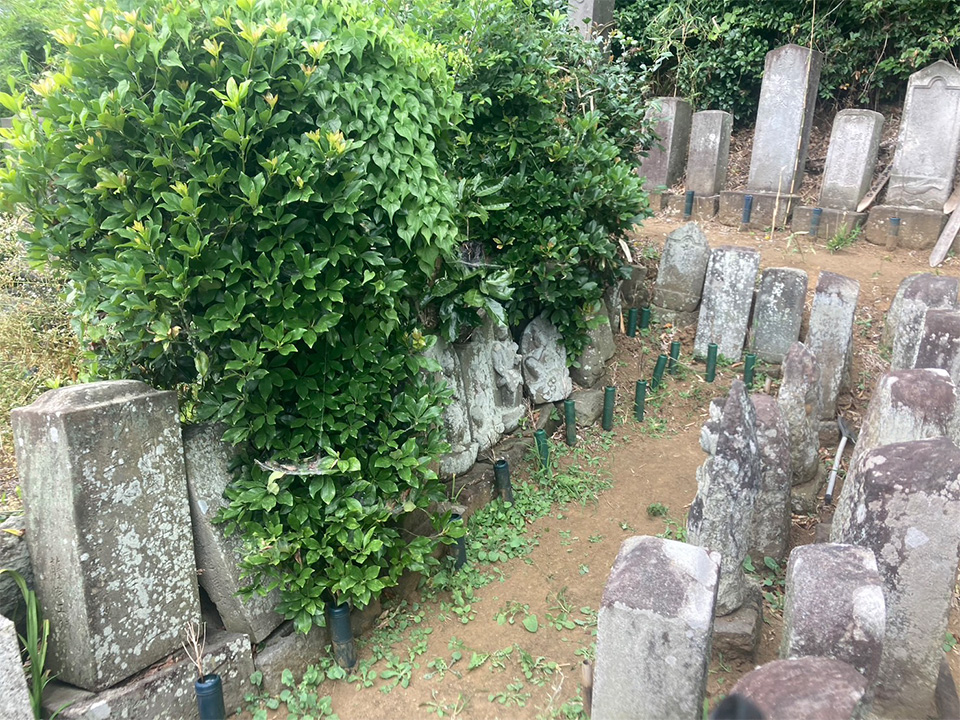 船橋市の寺墓地 施工前。土の上に置かれ向きがバラバラになった先祖石塔